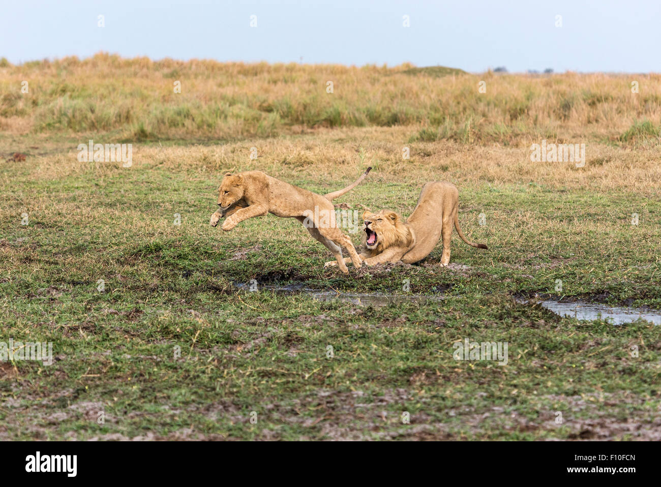 Roaring male lion (Panthera leo) encourages a lioness to jump a stream, Okavango Delta, north Botswana, southern Africa Stock Photo
