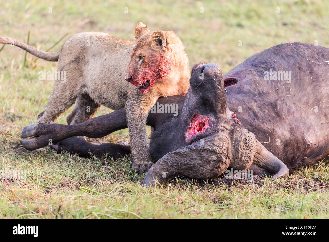 Bloodied lioness, Panthera leo, blood on face, feasting on her prey, a recently killed Cape Buffalo, Syncerus caffer, Okavango Delta, north Botswana Stock Photo