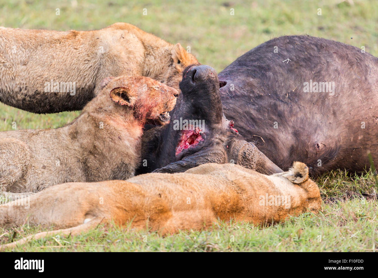 Lioness, Panthera leo, blood on face, feasting on recently killed Cape Buffalo, Syncerus caffer, Okavango Delta, north Botswana Stock Photo