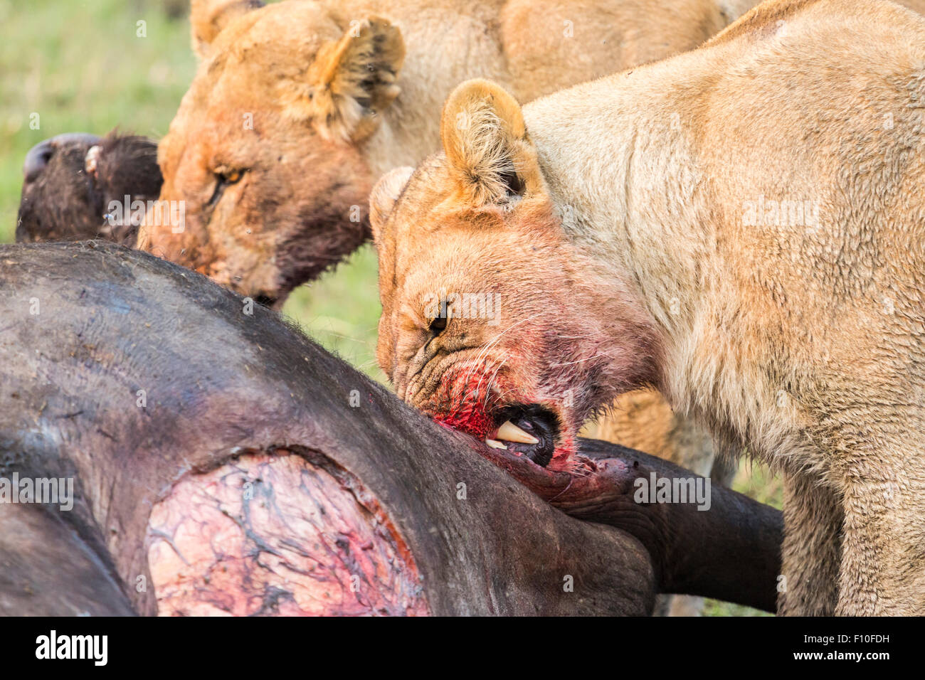 Lioness, Panthera leo, blood on face, feasting on recently killed Cape Buffalo, Syncerus caffer, Okavango Delta, north Botswana Stock Photo