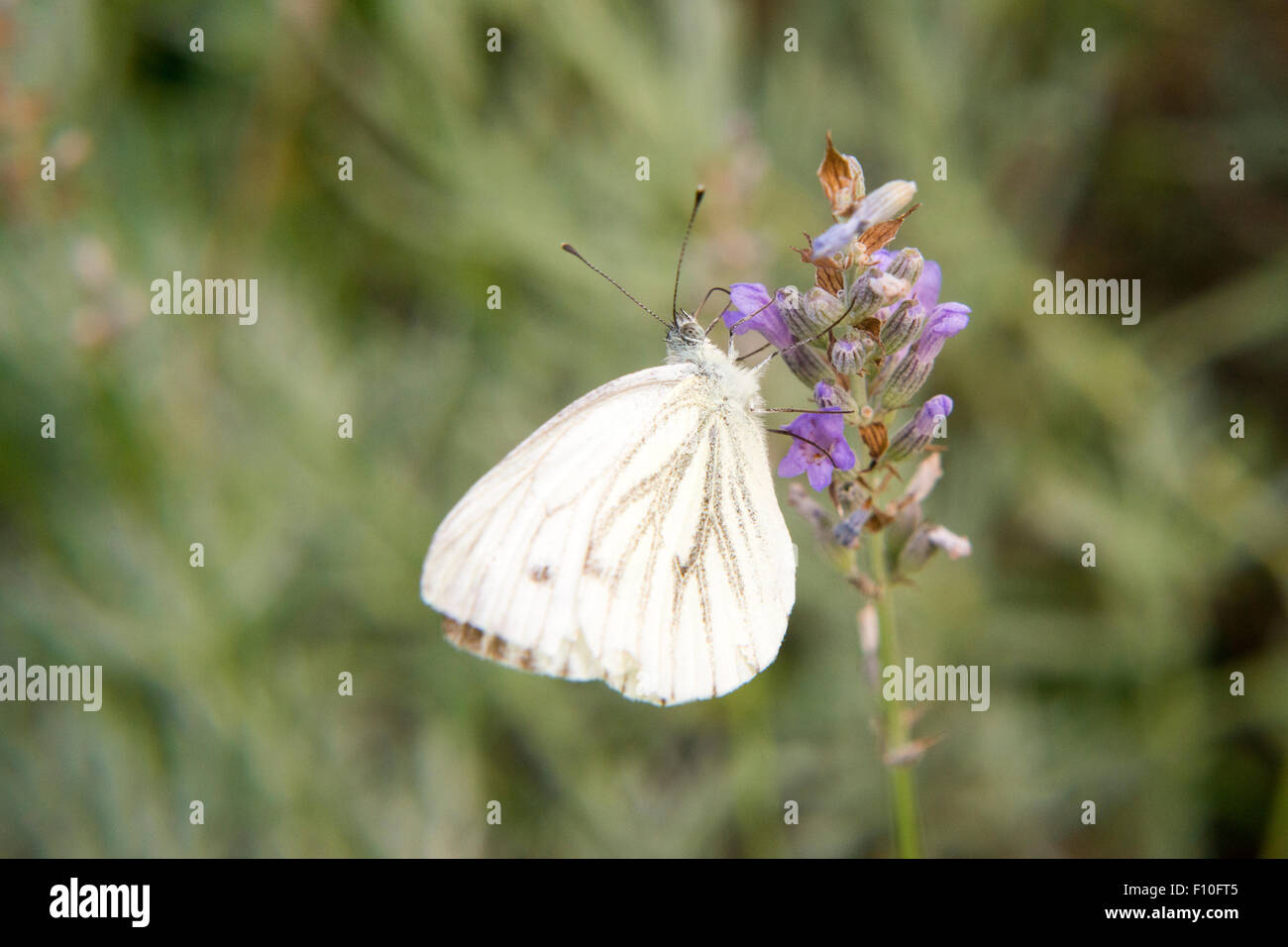 cabbage butterfly (Pieris brassicae) on lavender, Large White Cabbage