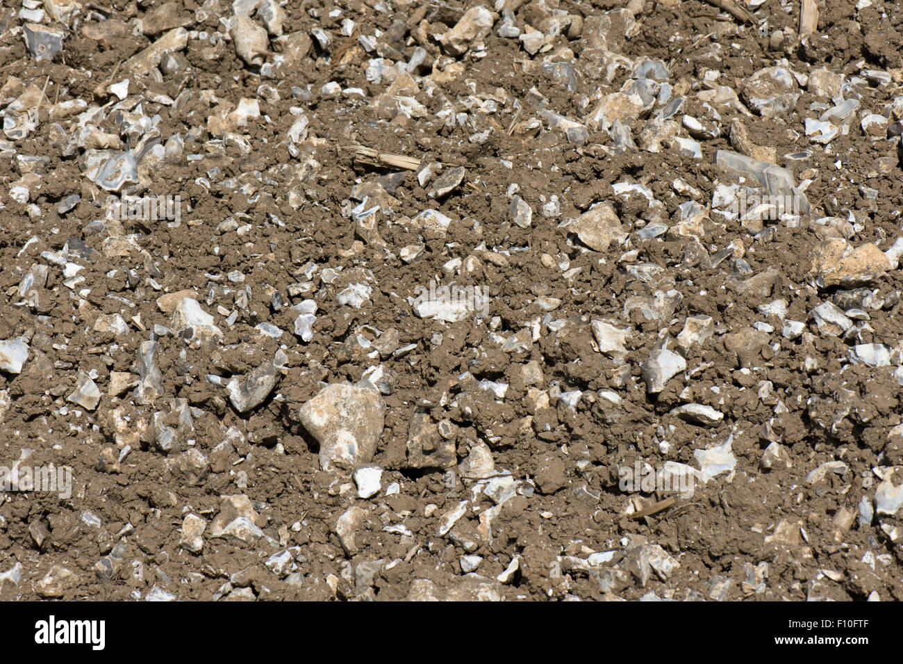 Stony cultivated soil overlying chalk downland with a high proportion of broken flint stones, Berkshire, May Stock Photo