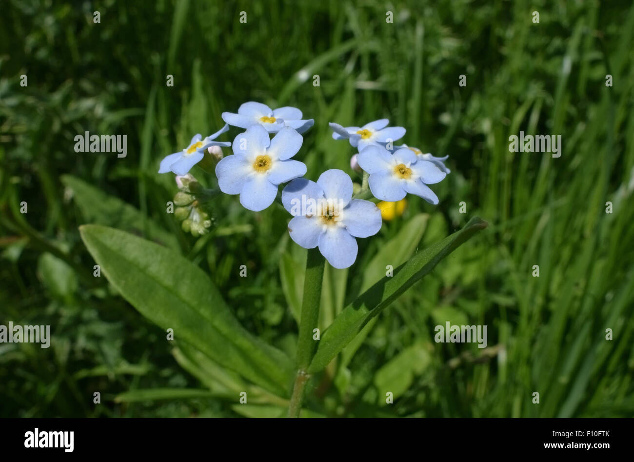 Blue flower of water or true forget-me-not, Myosotis scorpioides, Berkshire, June Stock Photo