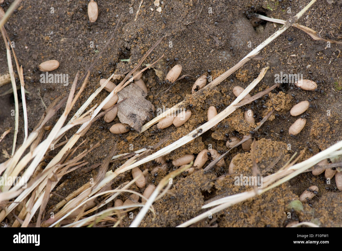 Exposed colony of black garden ants, Lasius niger, with pupae of flying drones and immature queens, June Stock Photo