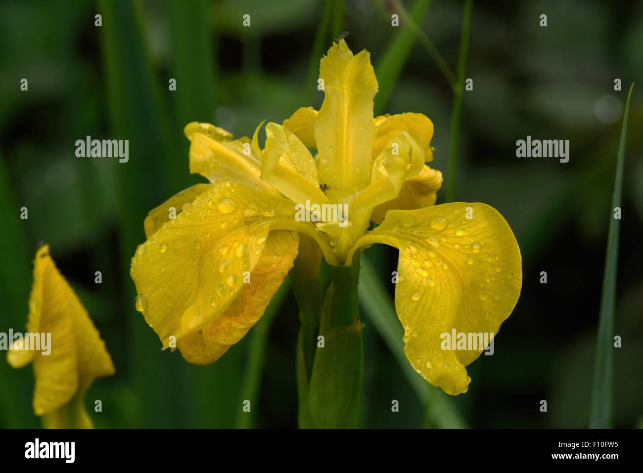 Flower of a yellow flag iris, Iris pseudocorus, with rain drops and sheltering aphids Stock Photo