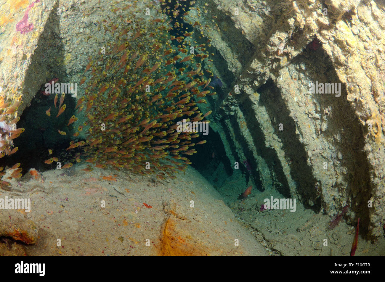 Red Sea, Egypt. 15th Oct, 2014. Glassy Sweepers (Pempheris schomburgkii) on hold shipwreck ''SS Dunraven'', Red Sea, Egypt, Red Sea, Egypt © Andrey Nekrasov/ZUMA Wire/ZUMAPRESS.com/Alamy Live News Stock Photo