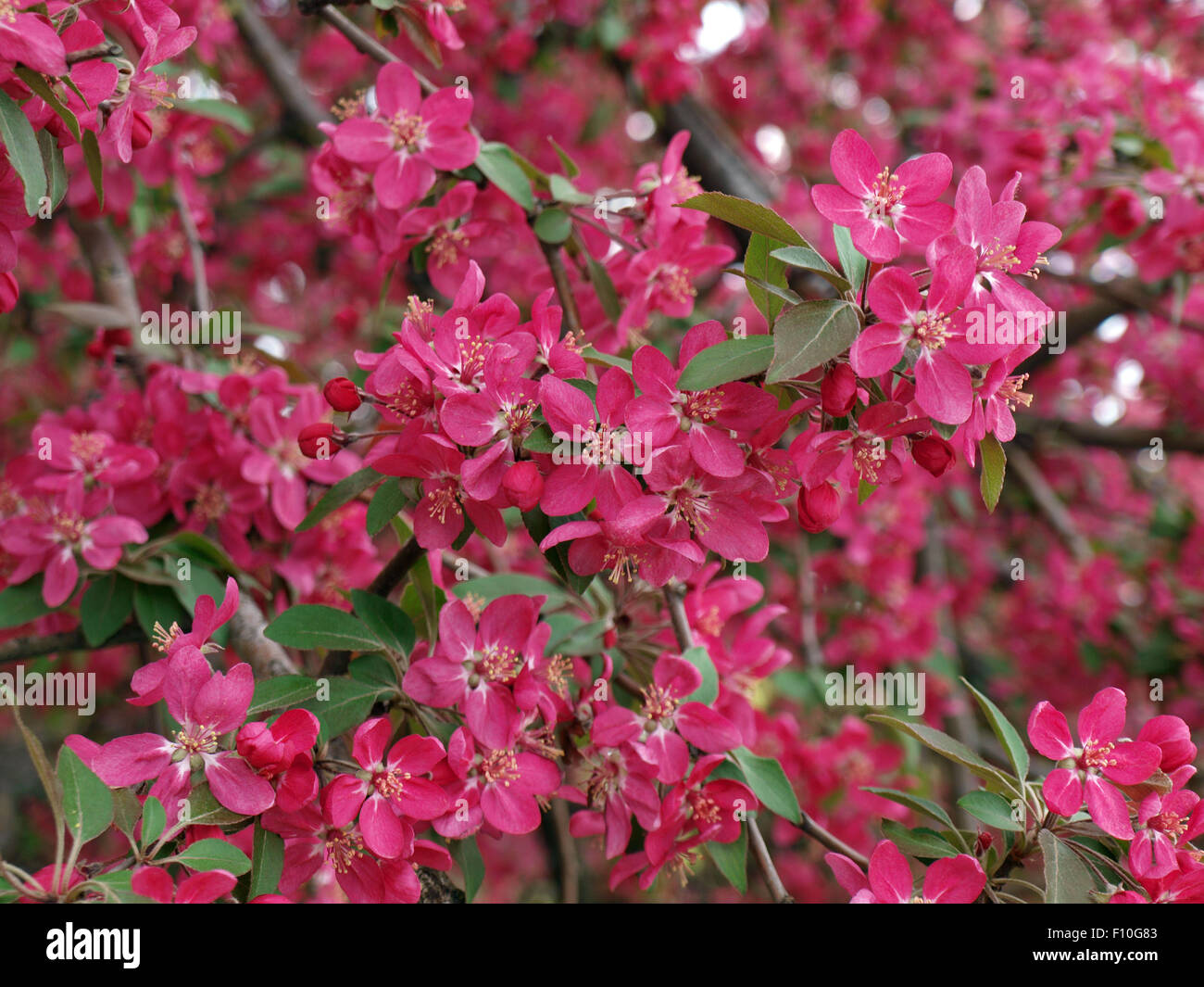 Spring flowers on apple tree branch closeup pink Stock Photo Alamy