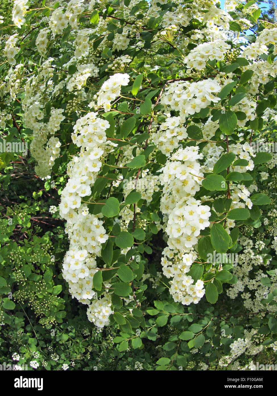 Clusters of white flowers hi-res stock photography and images - Alamy