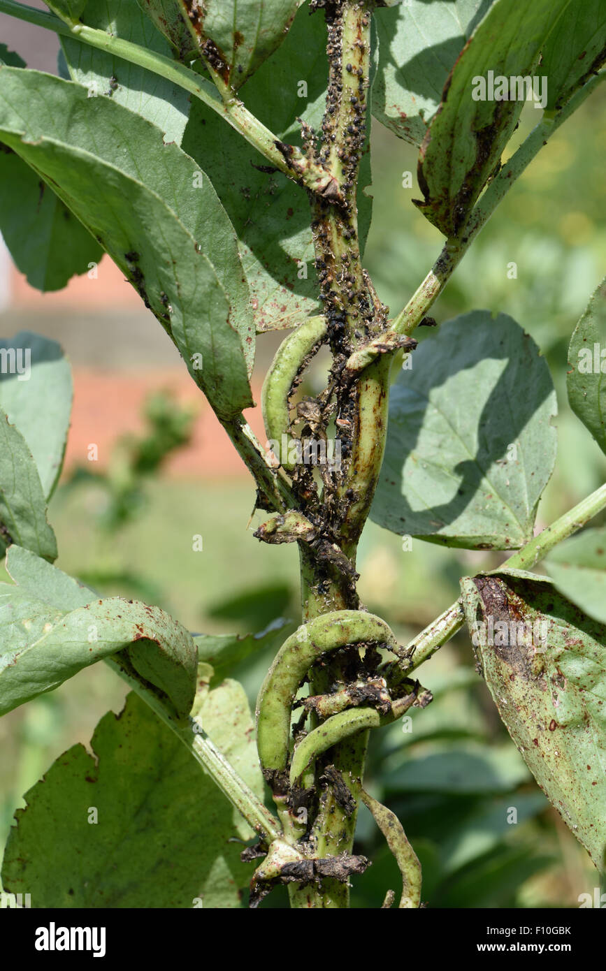 Black bean aphids, Aphis fabae, infesting broad bean plant in young pod, Berkshire, July Stock Photo