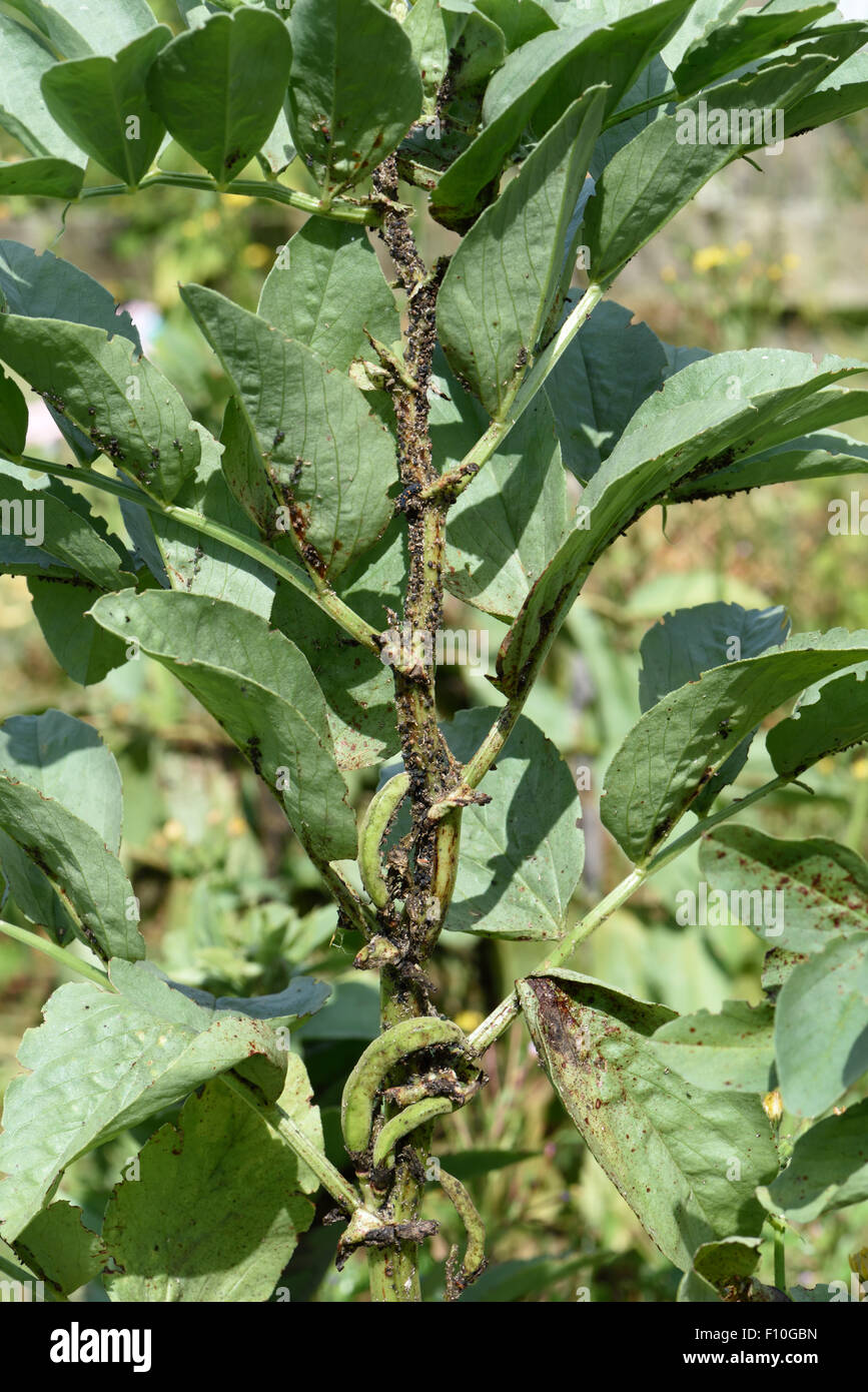 Black bean aphids, Aphis fabae, infesting broad bean plant in young pod, Berkshire, July Stock Photo