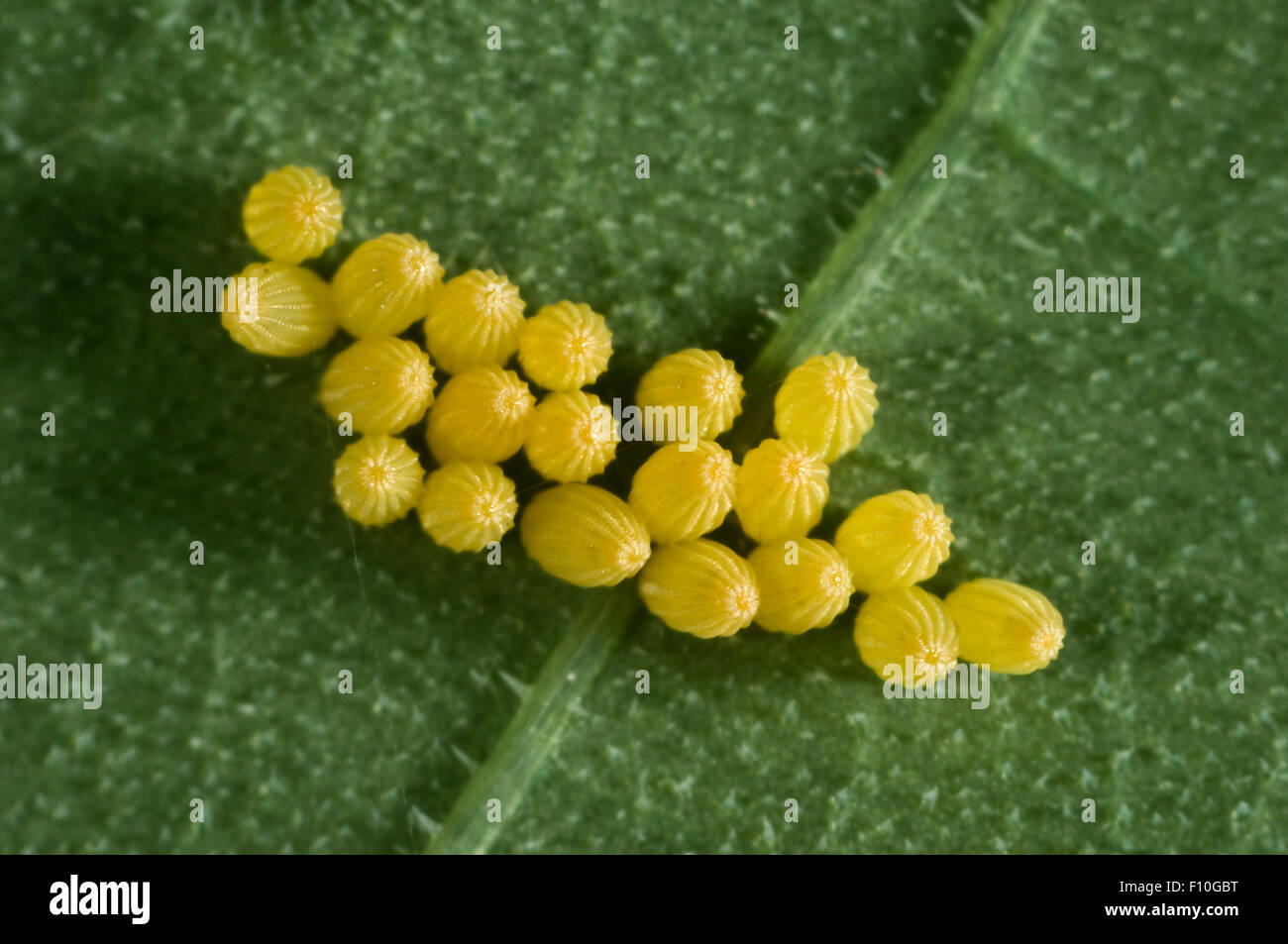 Large or cabbage white butterfly, Pieris brassicae, eggs laid on the underside leaf surface of a nasturtium, Tropaeolum majus, l Stock Photo