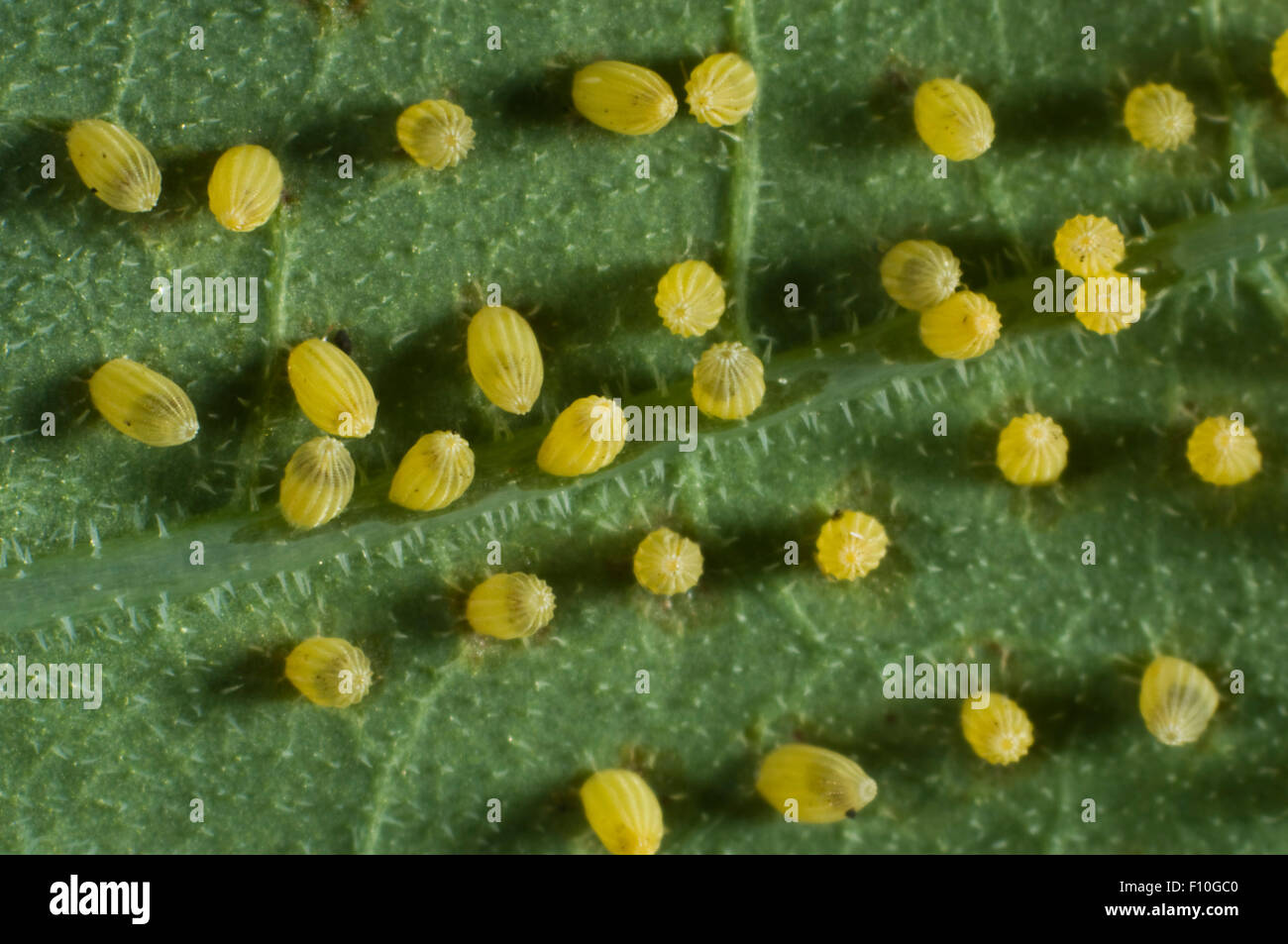 Large or cabbage white butterfly, Pieris brassicae, eggs laid on the underside of a nastutium leaf in unusual individual pattern Stock Photo