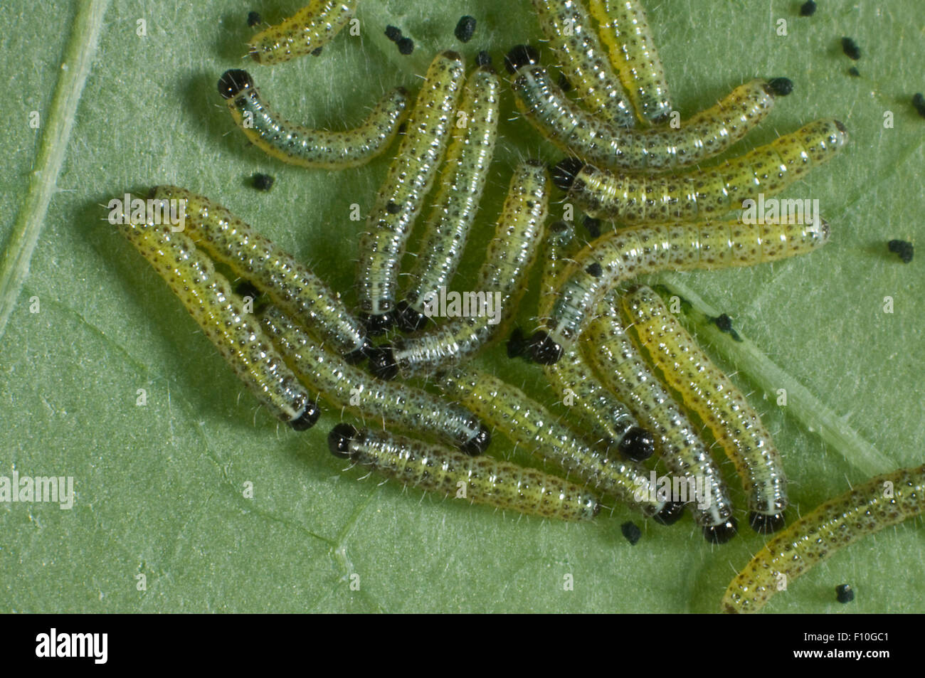 Large or cabbage white butterfly, Pieris brassicae, early instar caterpillars on a nasturtium leaf Stock Photo