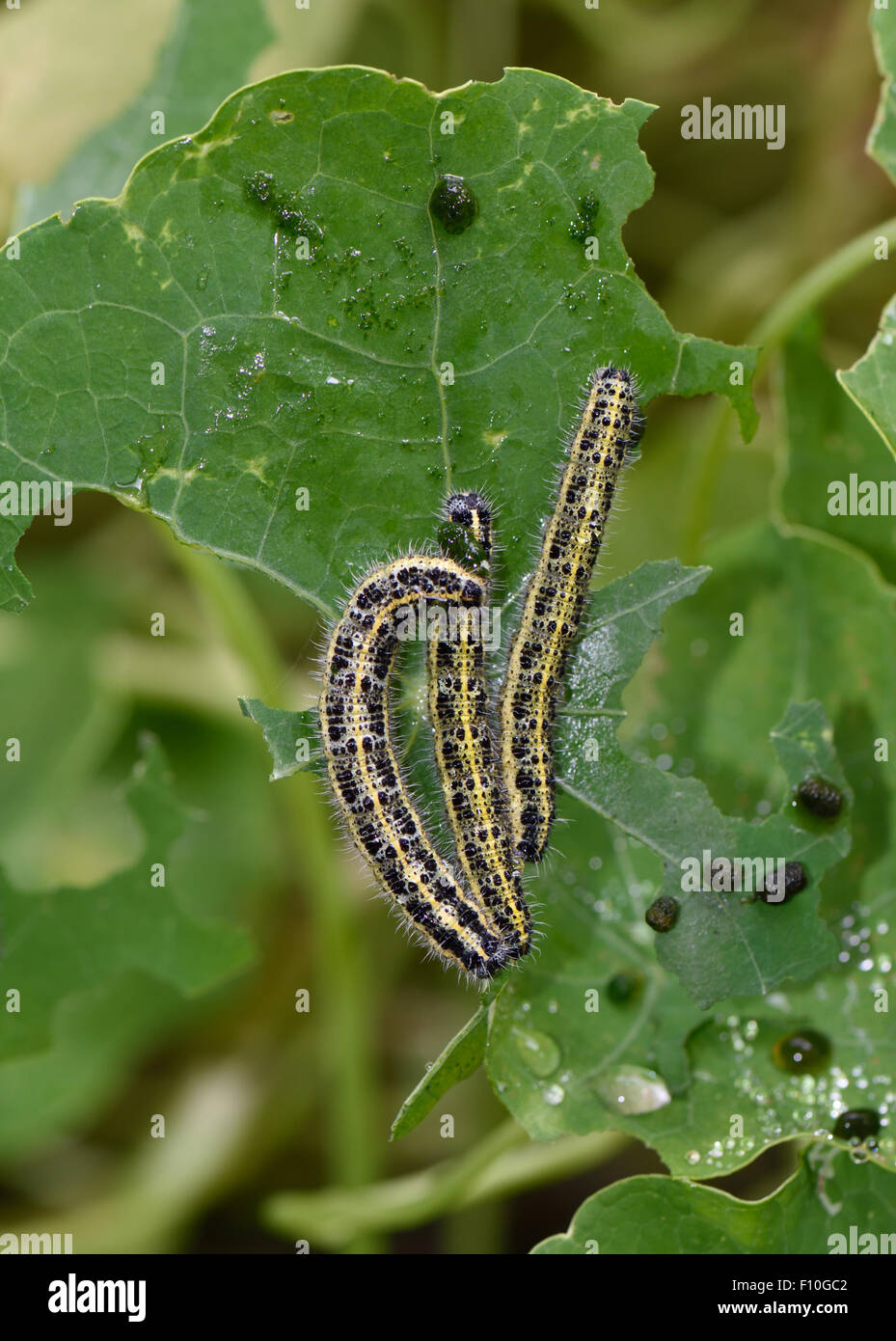 Large or cabbage white butterfly, Pieris brassicae, large caterpillars on a damaged nasturtium leaf Stock Photo