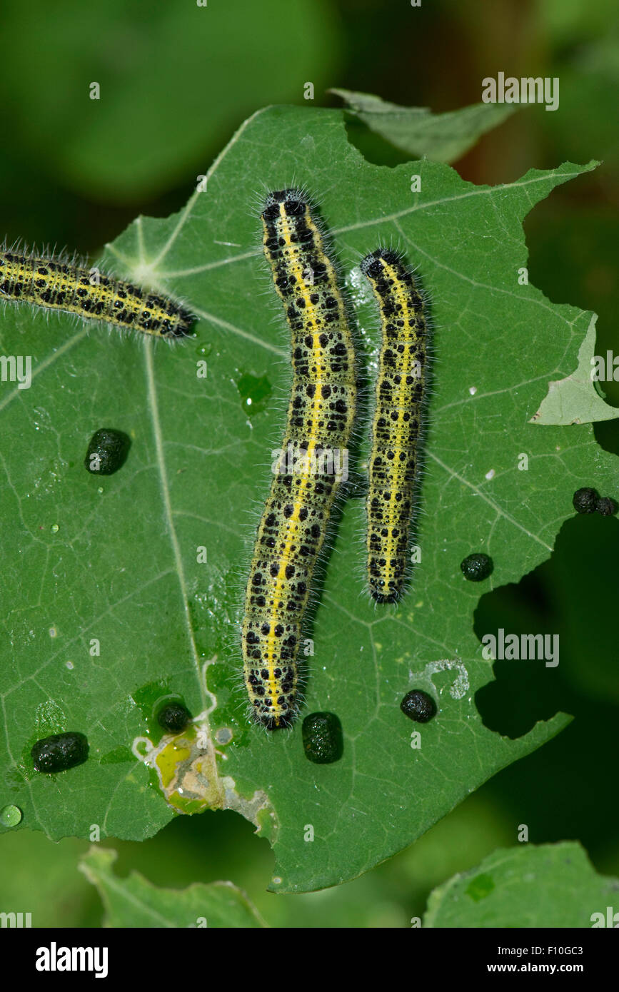 Large or cabbage white butterfly, Pieris brassicae, large caterpillars on a damaged nasturtium leaf Stock Photo