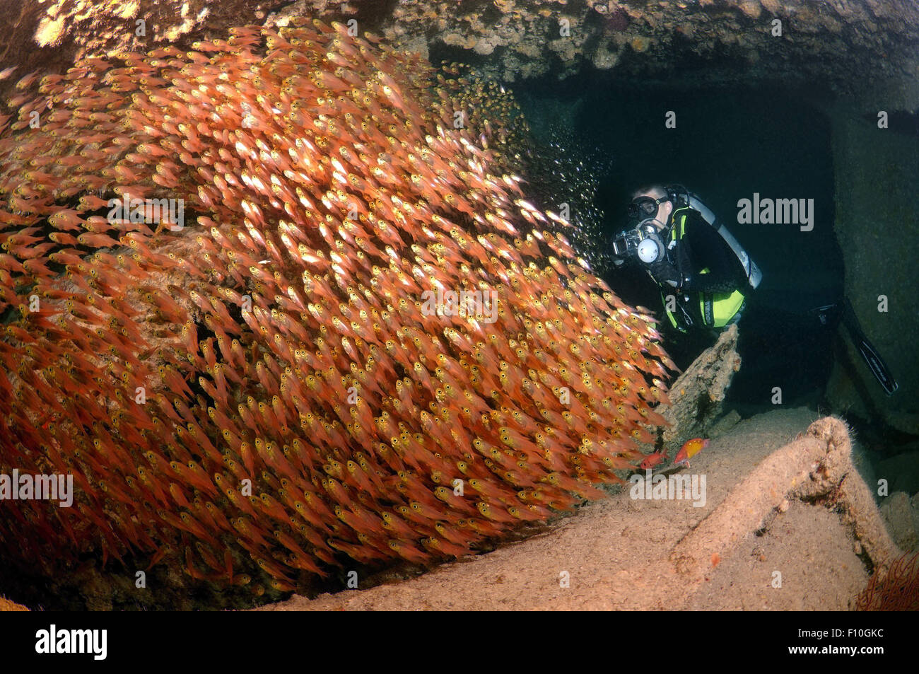 Red Sea, Egypt. 15th Oct, 2014. A diver and Glassy Sweepers (Pempheris schomburgkii) in the ship's hold shipwreck ''SS Dunraven'', Red Sea, Egypt © Andrey Nekrasov/ZUMA Wire/ZUMAPRESS.com/Alamy Live News Stock Photo