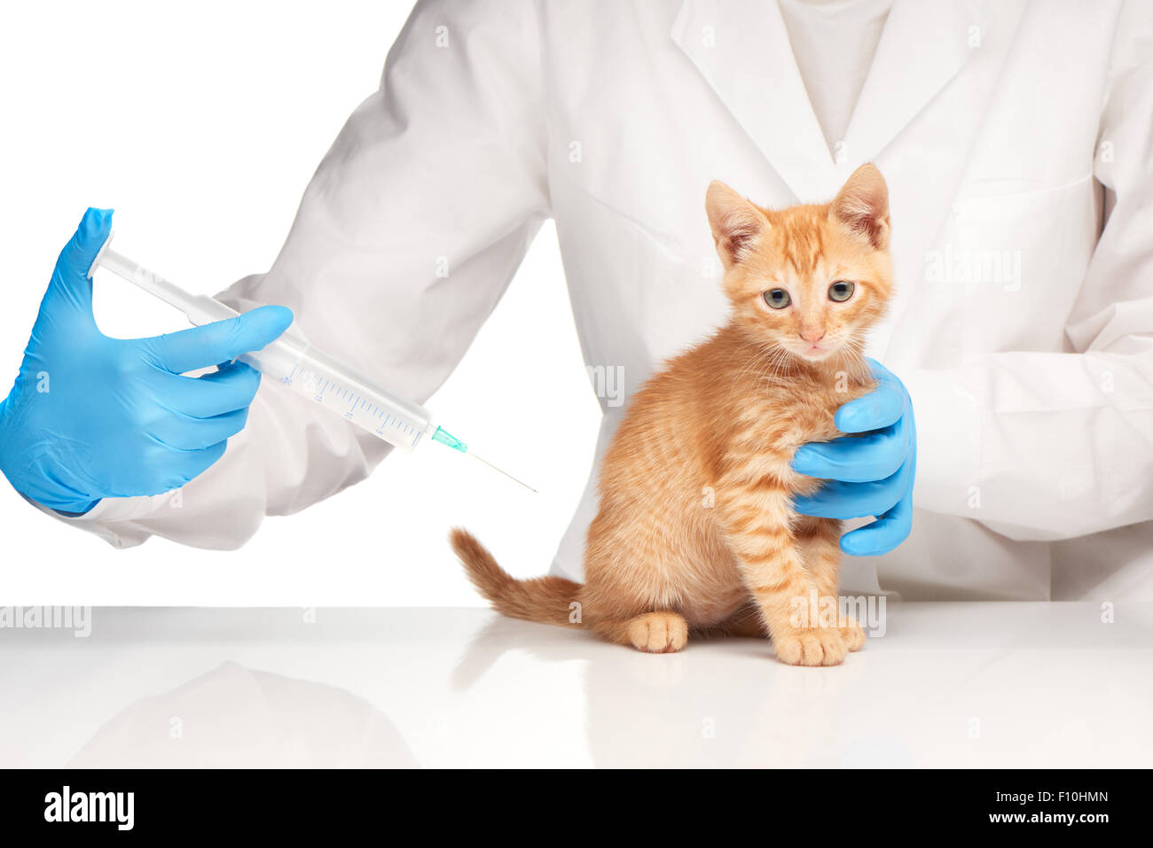 The veterinarian makes an injection to a cat with syringe over white