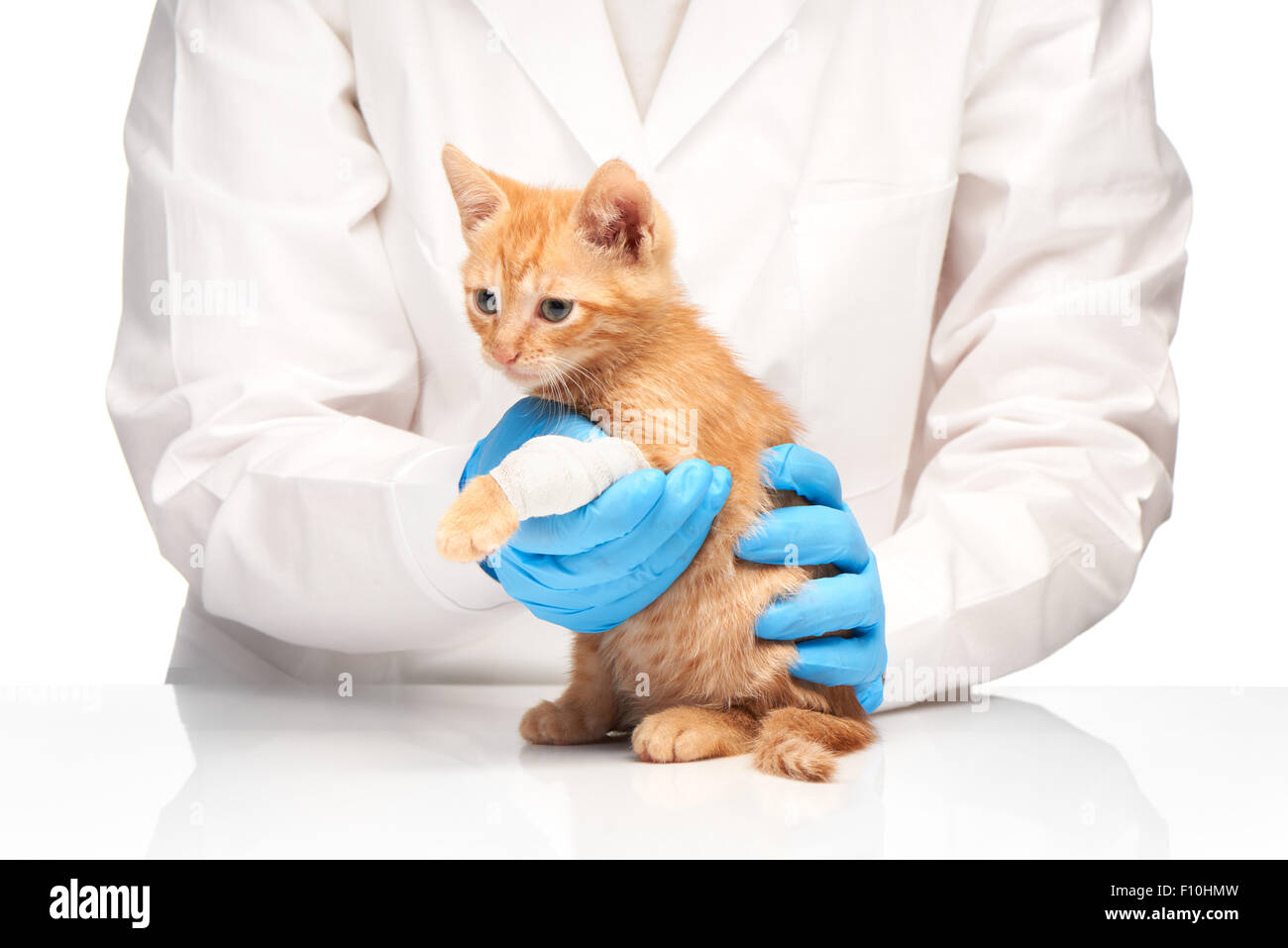 Cat paw bandage hi-res stock photography and images - Alamy