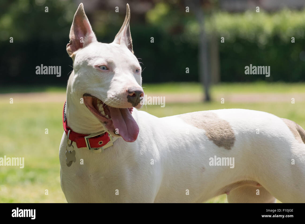 Blue pit bull hi-res stock photography and images - Alamy