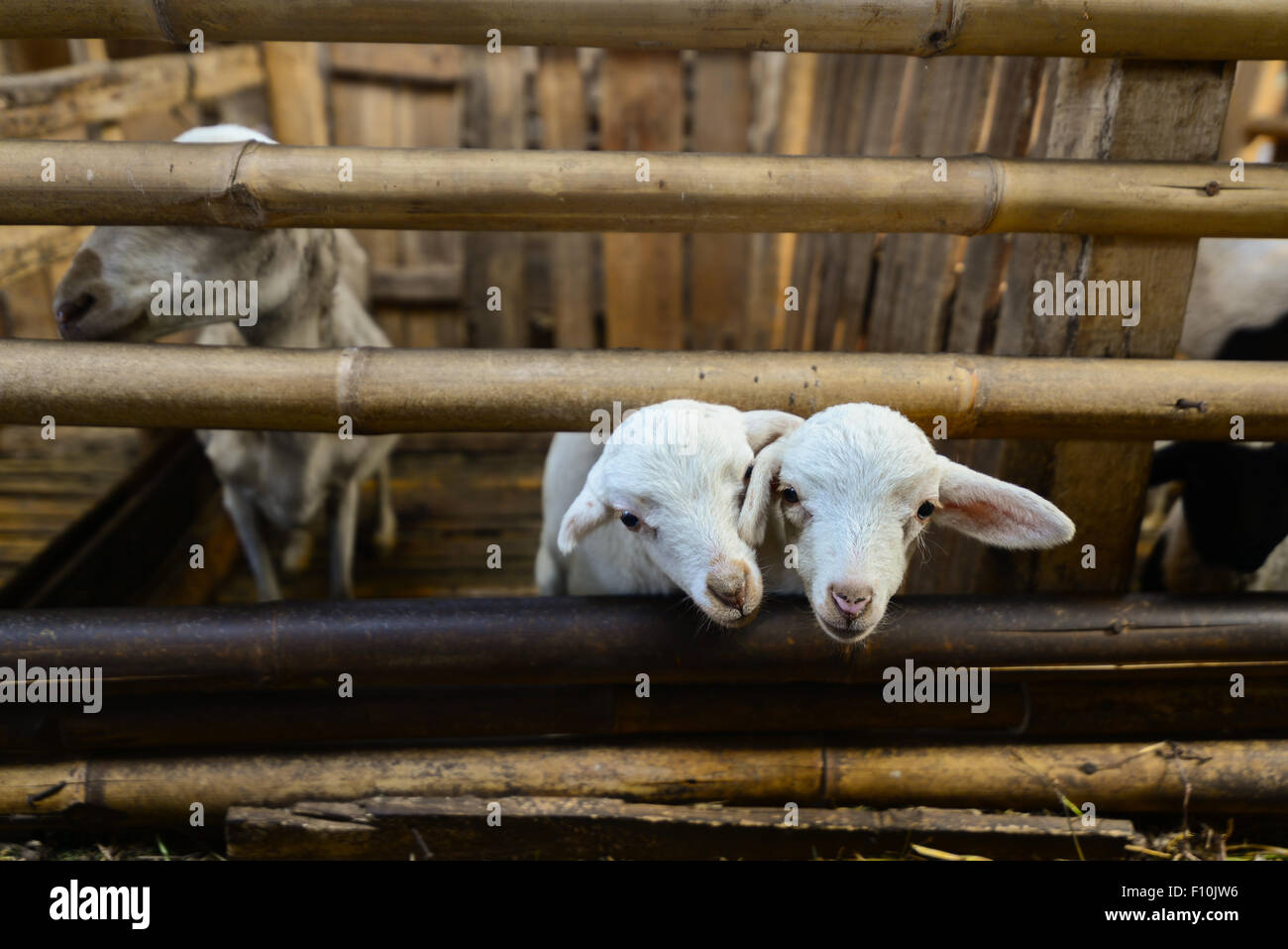 Goats at a community farm developed as an alternative source of income for farmers-villagers in Pacet, Cianjur, West Java, Indonesia. Stock Photo
