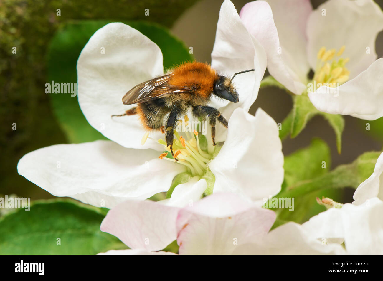 Bumblebee collecting pollen from the apple tree flower in a spring time Stock Photo