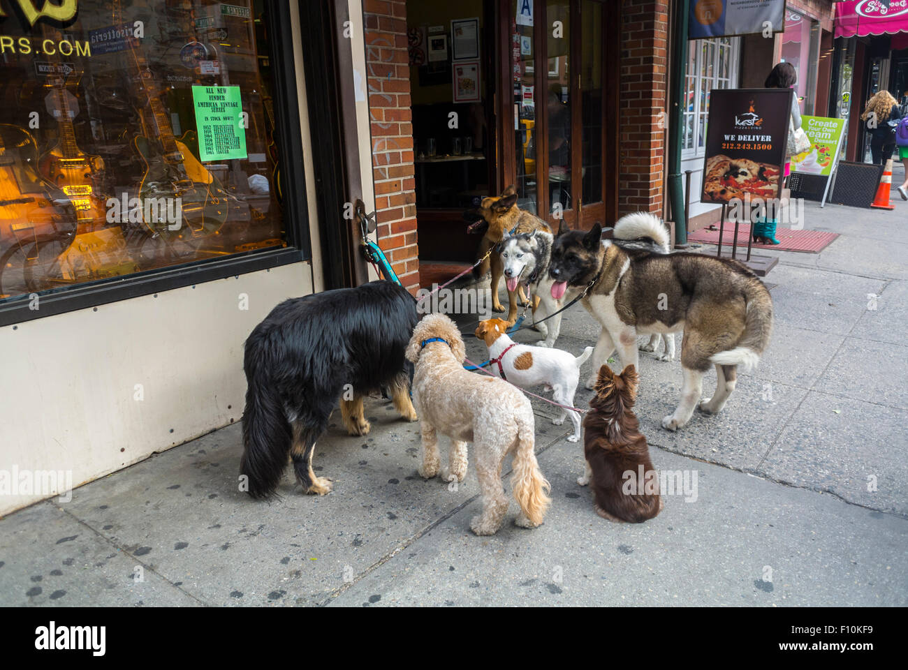 New York City, USA, Group Dogs on Leashes, Being Walked by Walker