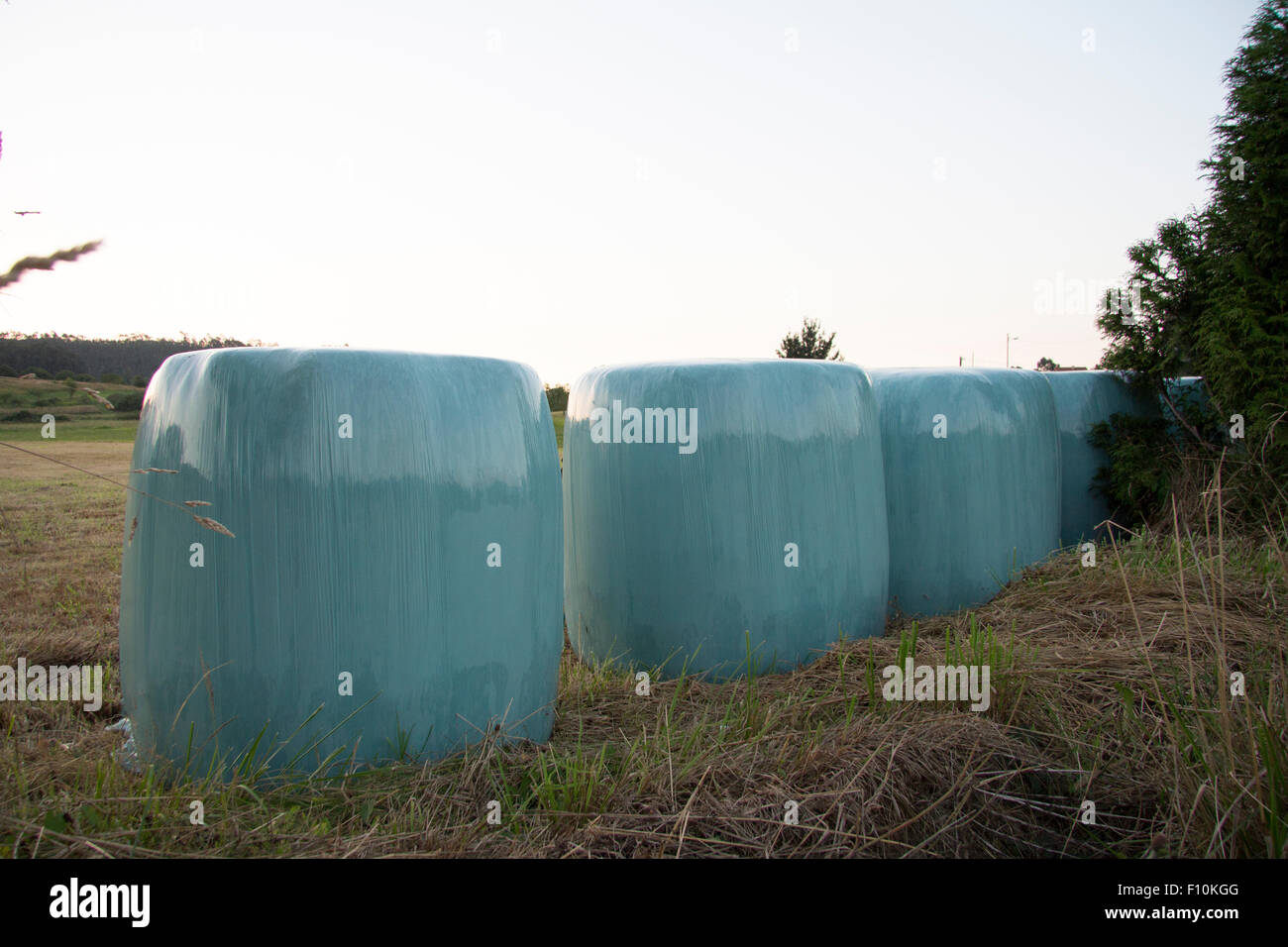Dry grass' rolls Stock Photo Alamy