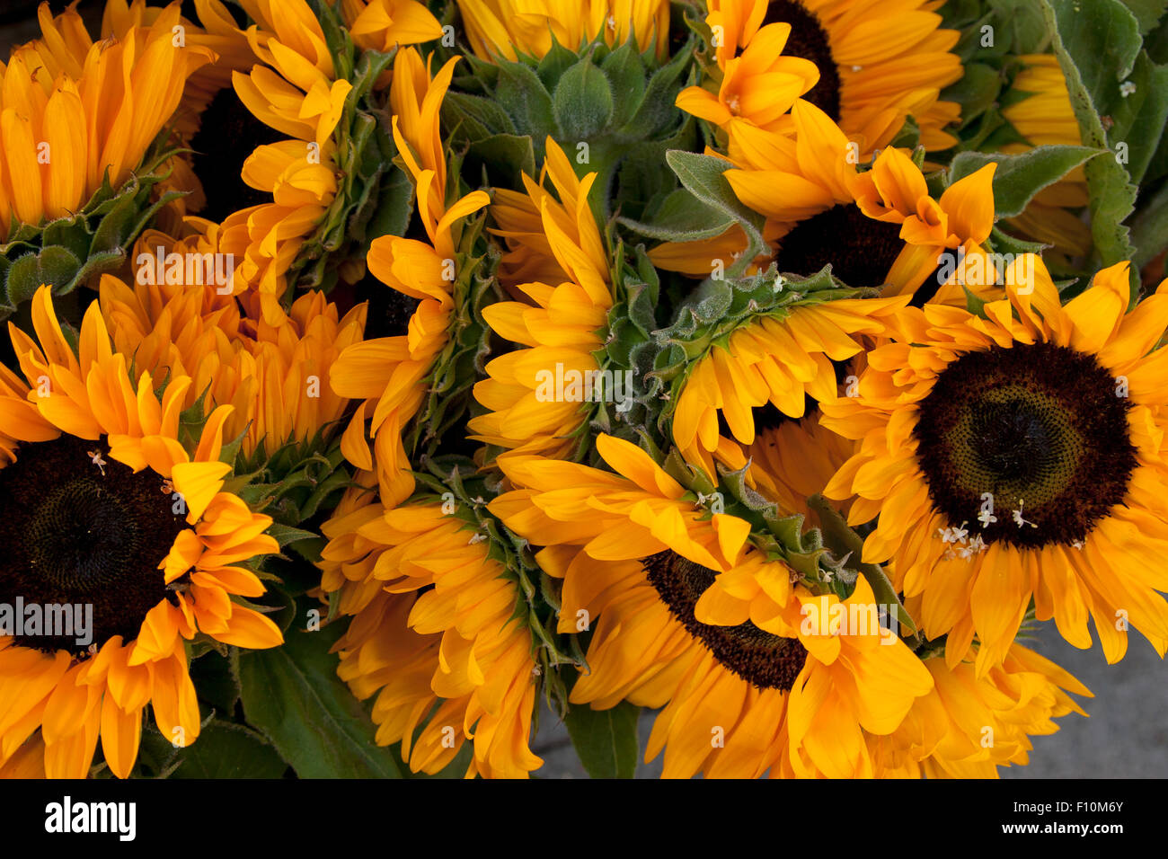 Flowers at a flowerstall on 24th Street i Noe Valley in San Francisco, California. Stock Photo