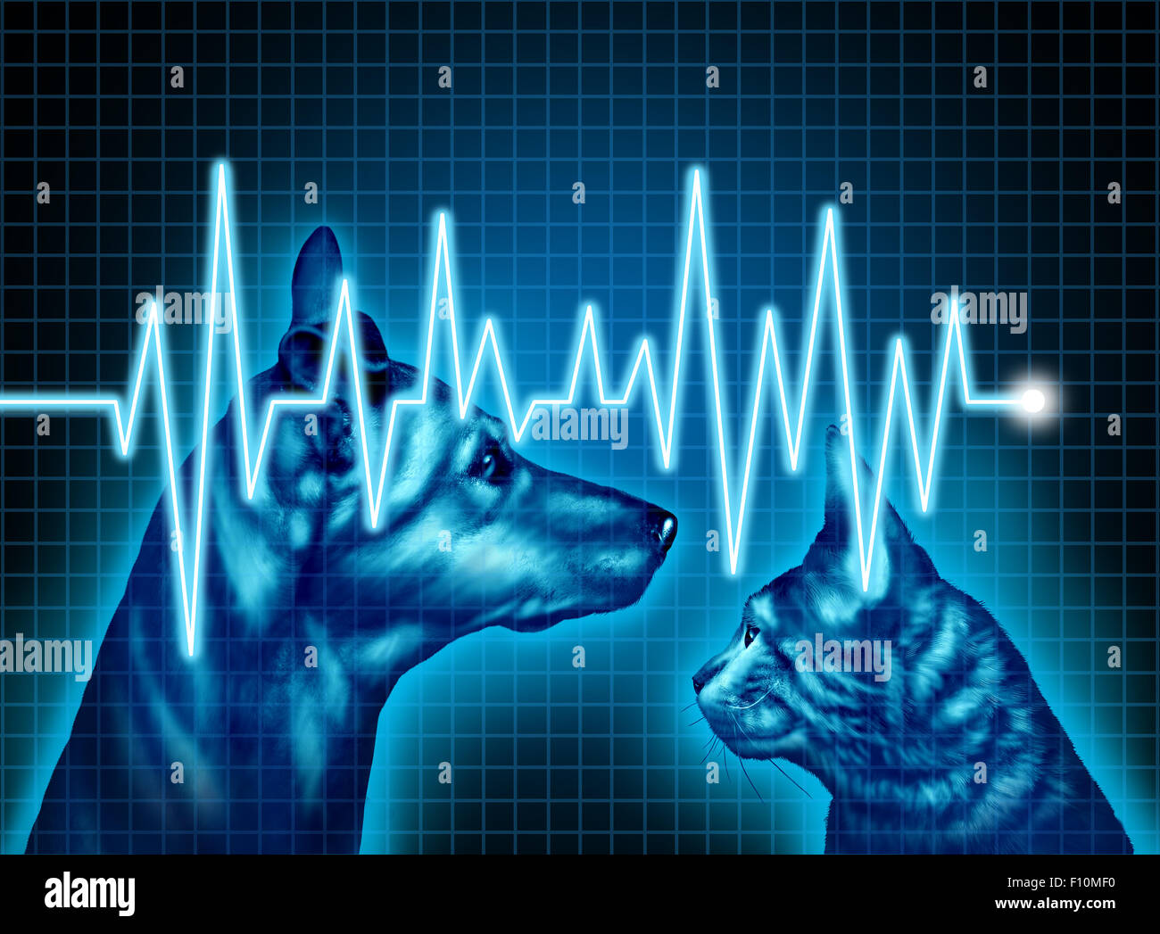 Pet health care and medical insurance for pets concept as an illustration of a dog and cat with an ecg or ekg monitor lifeline as a veterinary symbol and veterinarian doctor services. Stock Photo