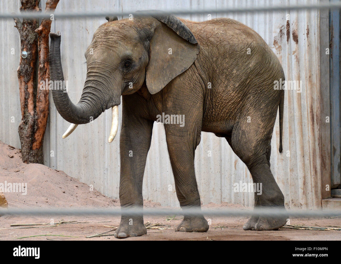 Erfurt, Germany. 24th Aug, 2015. Elephant bull 'Kibo', an arrival from the animal park 'Wien-Schoenbrunn', discovers its new enclosure at the elephant house at the zoo in Erfurt, Germany, 24 August 2015. Kibo, a nine-year old African elephant bull arrive from Vienna on 19 August 2015, to support the breeding effort of the zoo in Erfurt. Photo: Martin Schutt/dpa/Alamy Live News Stock Photo