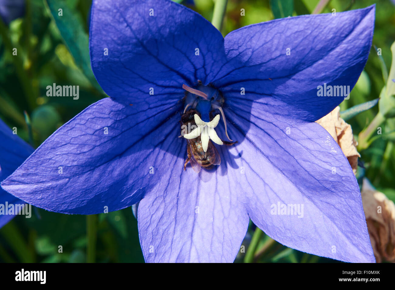 Close the flower blue stratification Multiflower Stock Photo