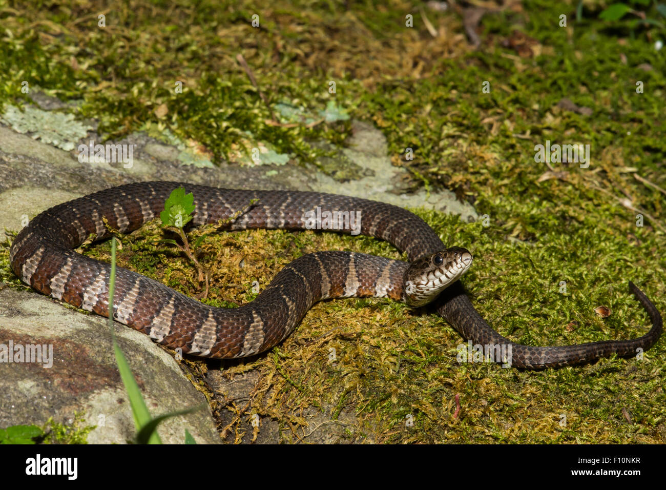 Northern Water Snake Stock Photo
