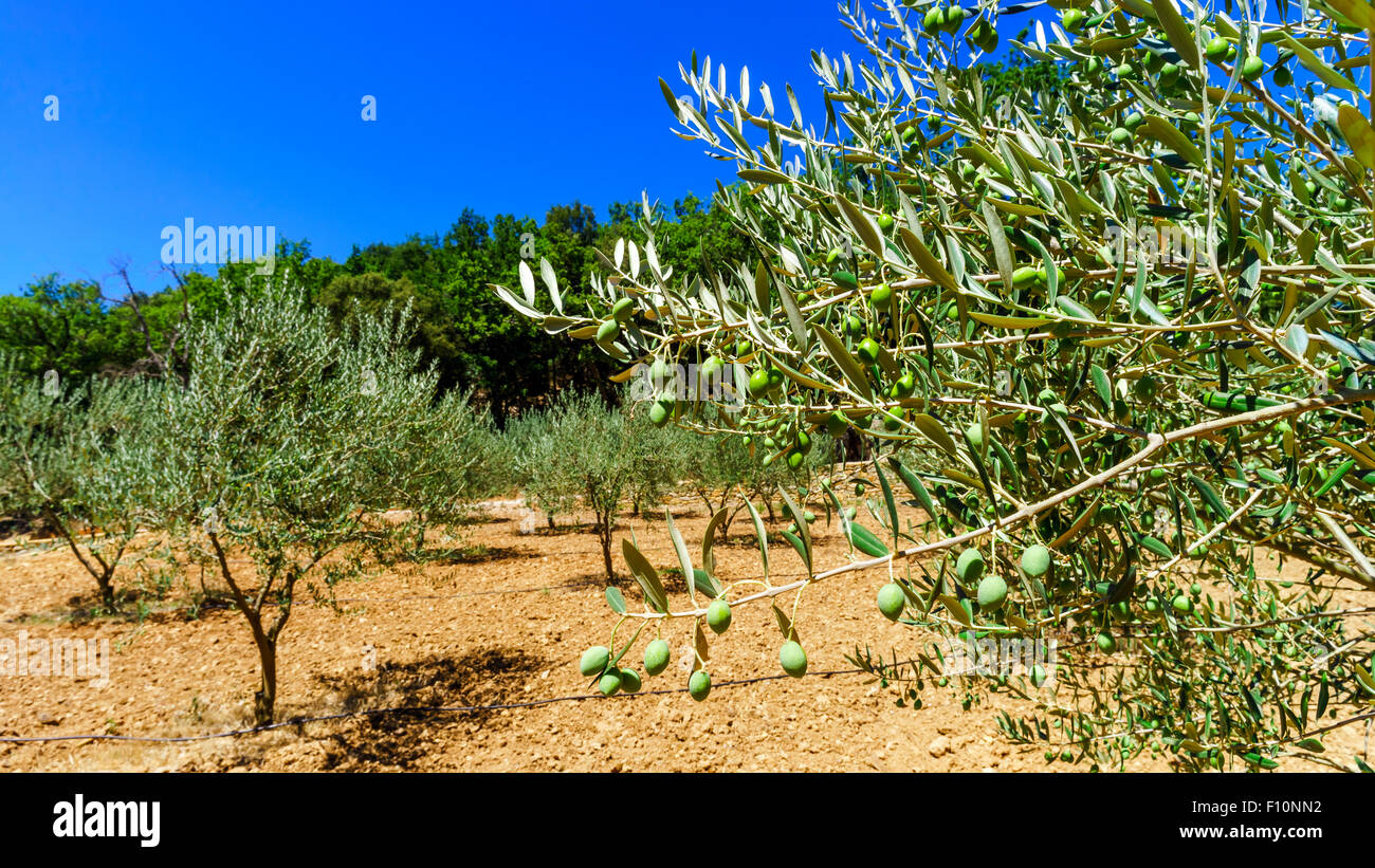 Beautiful olive trees in Provence, France, summer day Stock Photo Alamy