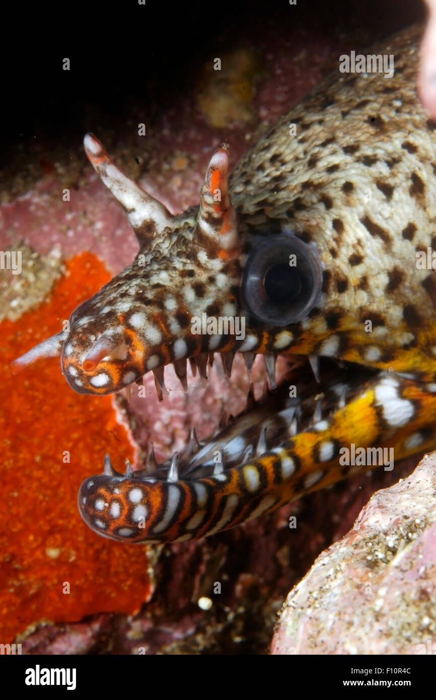 CLOSEUP FACE VIEW OF MORAY EEL MOUTH OPEN Stock Photo Alamy