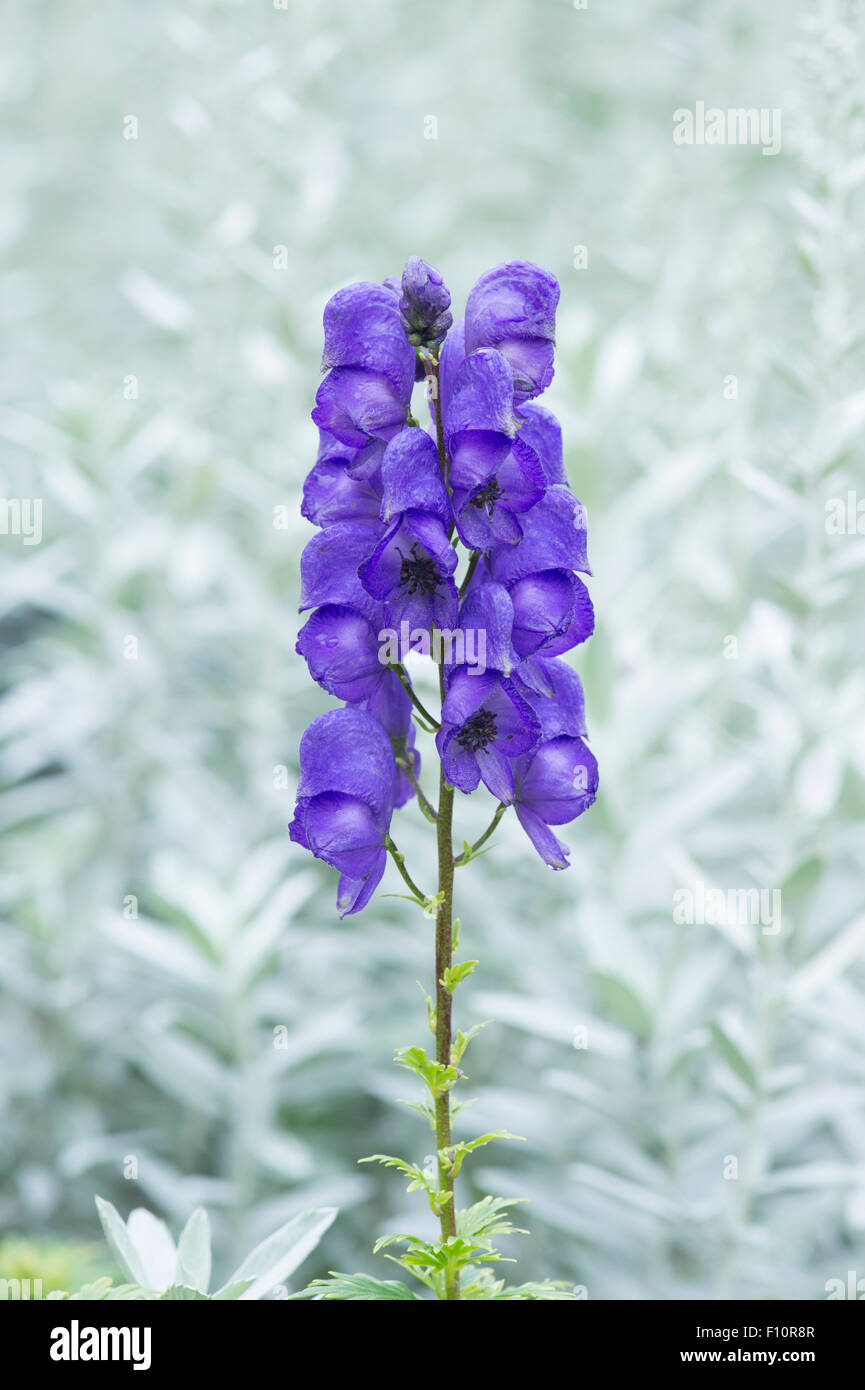 Aconitum ‘Blue Sceptre’. Dwarf Monkshood. Aconite flower Stock Photo