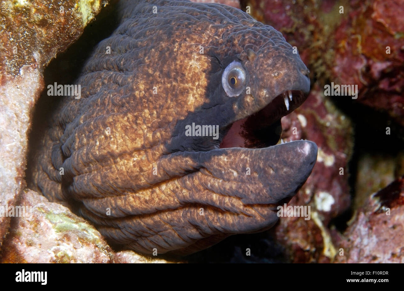 CLOSE-UP VIEW OF MORAY EEL WAITING ON CORAL REEF Stock Photo - Alamy