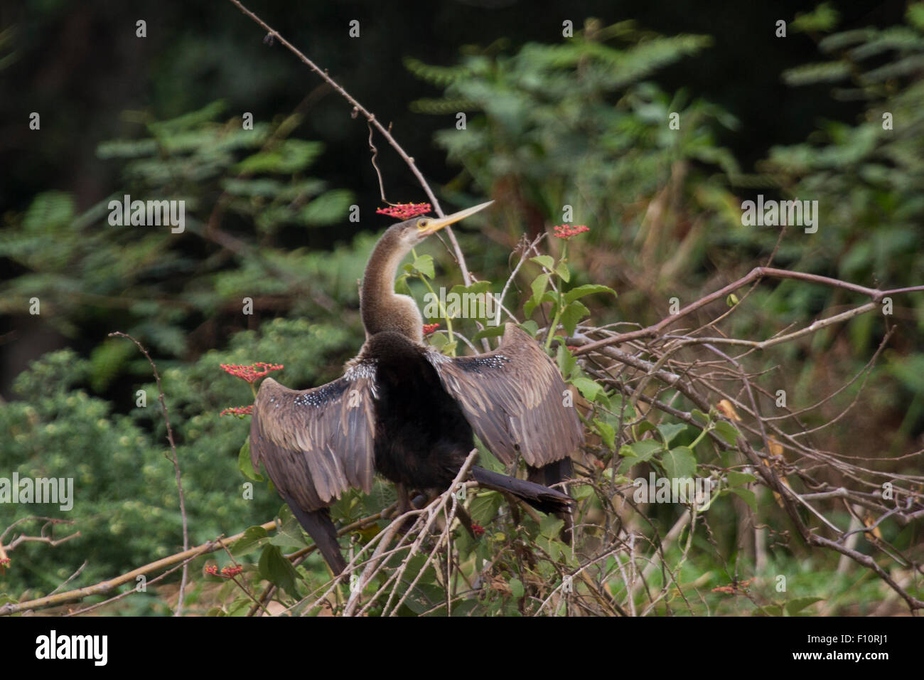 Anji drying wings Stock Photo