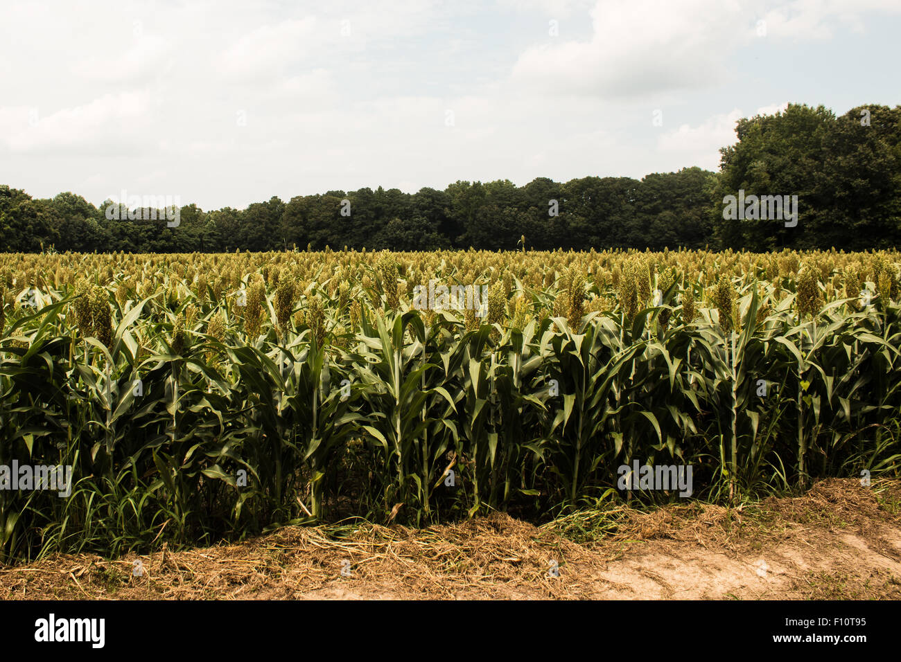 Cultivated sorghum field hi-res stock photography and images - Alamy
