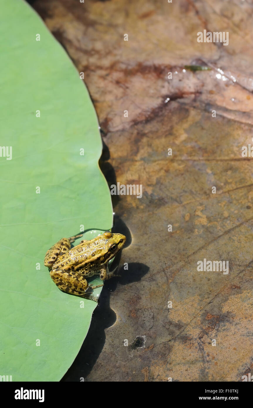 Green frog on lotus leaf Stock Photo