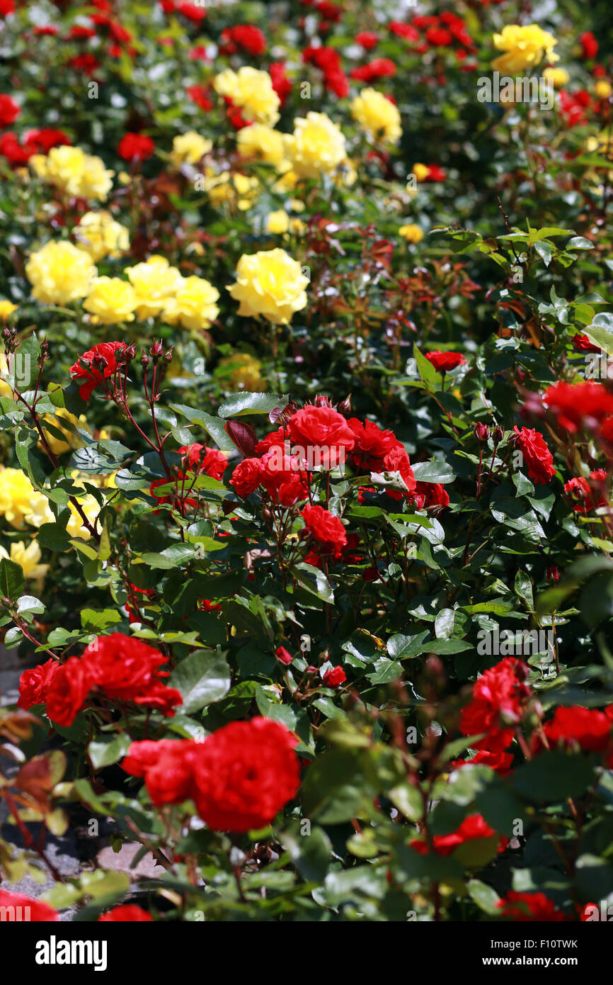 Red and yellow rose bushes Stock Photo Alamy