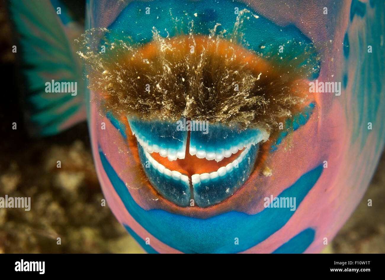 CLOSE-UP VIEW OF PARROTFISH MOUTH WITH ALGAE Stock Photo