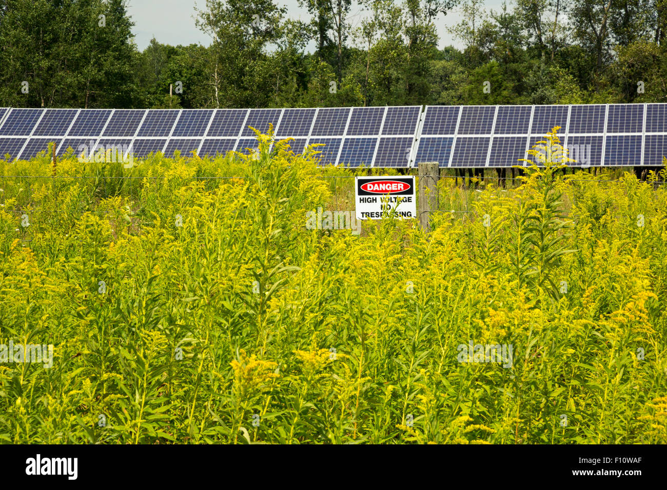 White Lake, Michigan Fields of goldenrod (Solidago) around solar panels Stock Photo Alamy