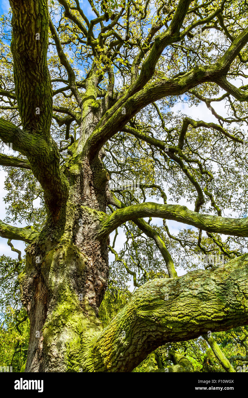 Closeup of an old tree covered in algae Stock Photo