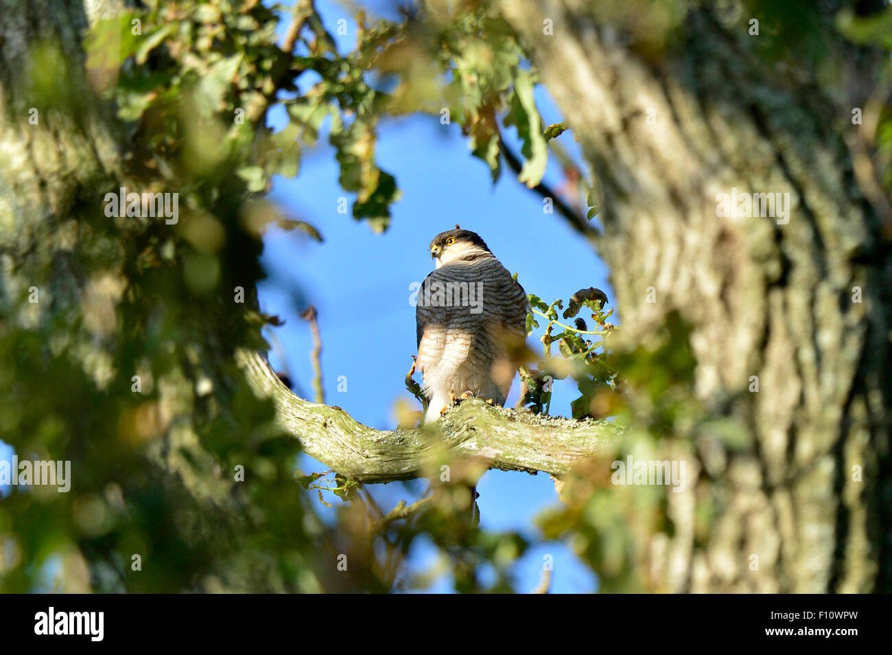 Adult Male Sparrowhawk - Accipiter nisus Stock Photo