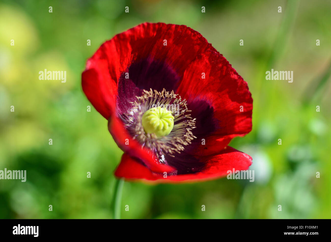 Red poppy on a green background Stock Photo - Alamy