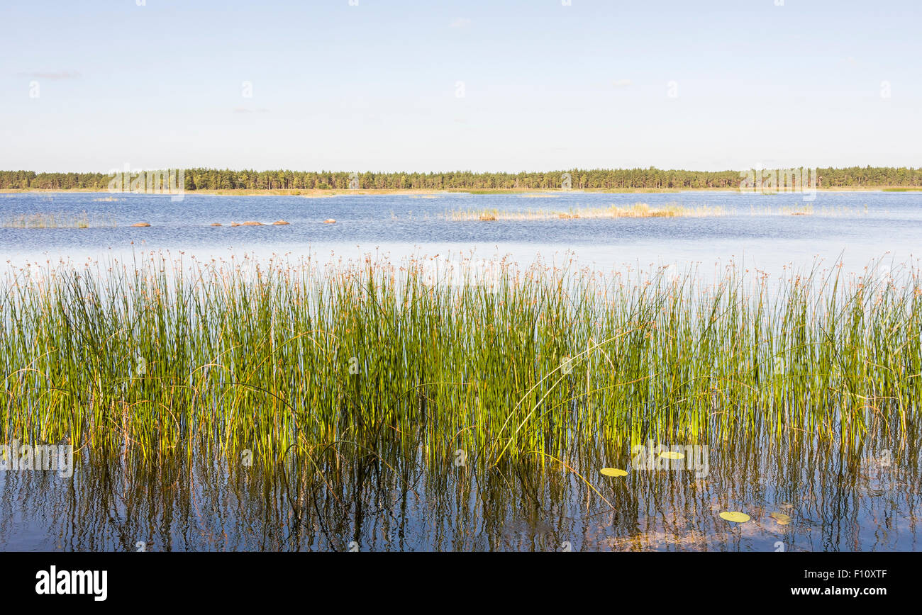 Panoramic picture of a green reed or cane growing in a lake in a ...