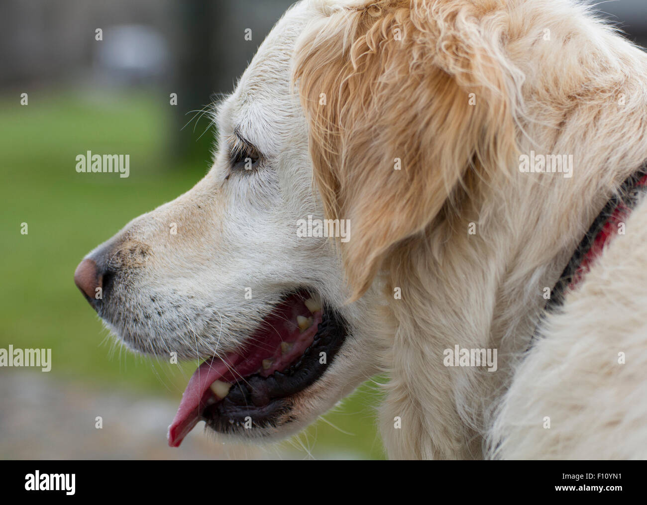 Why Is My Dogs Tongue Light Pink