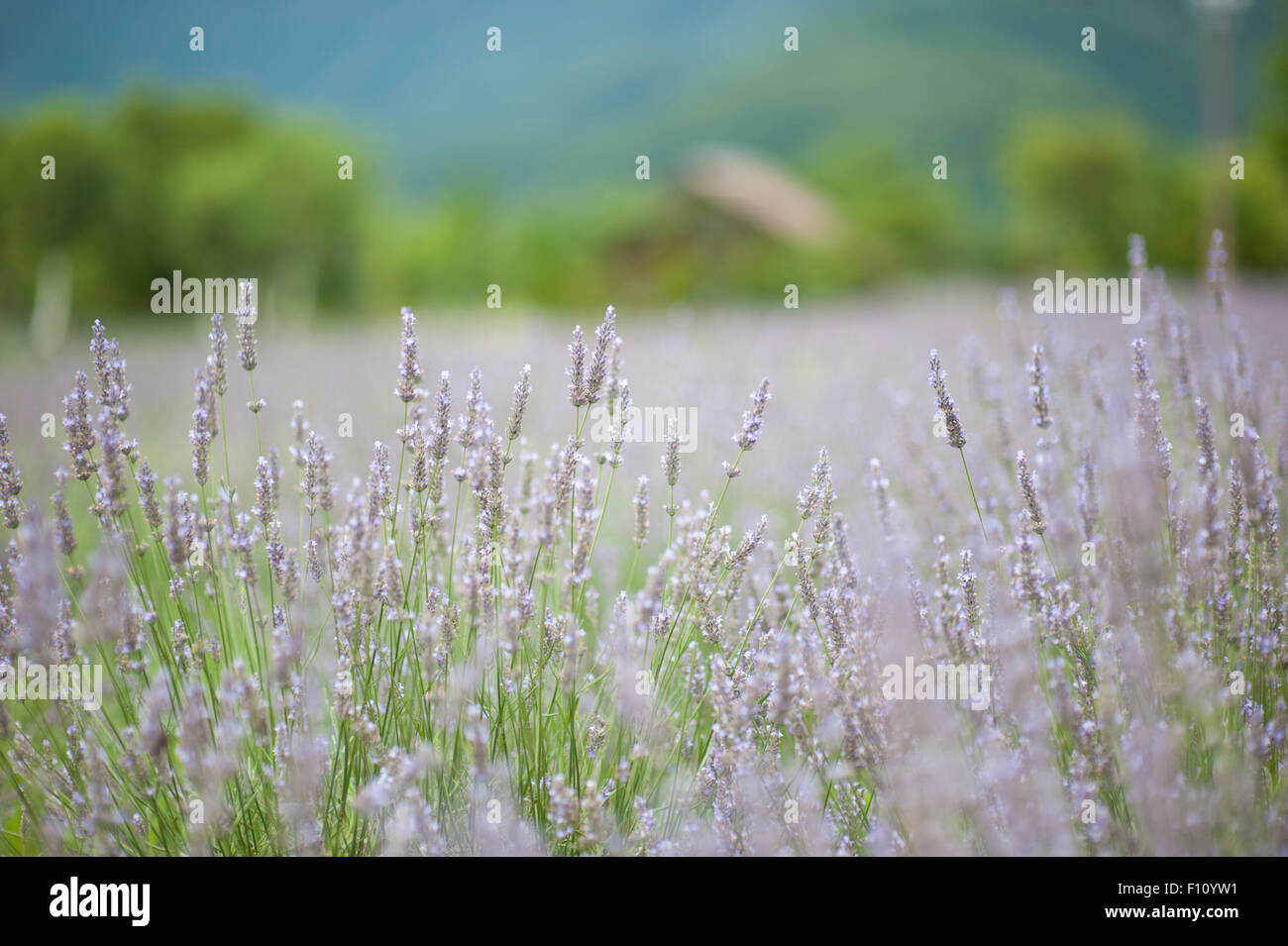 Soft focus lavender hi-res stock photography and images - Alamy