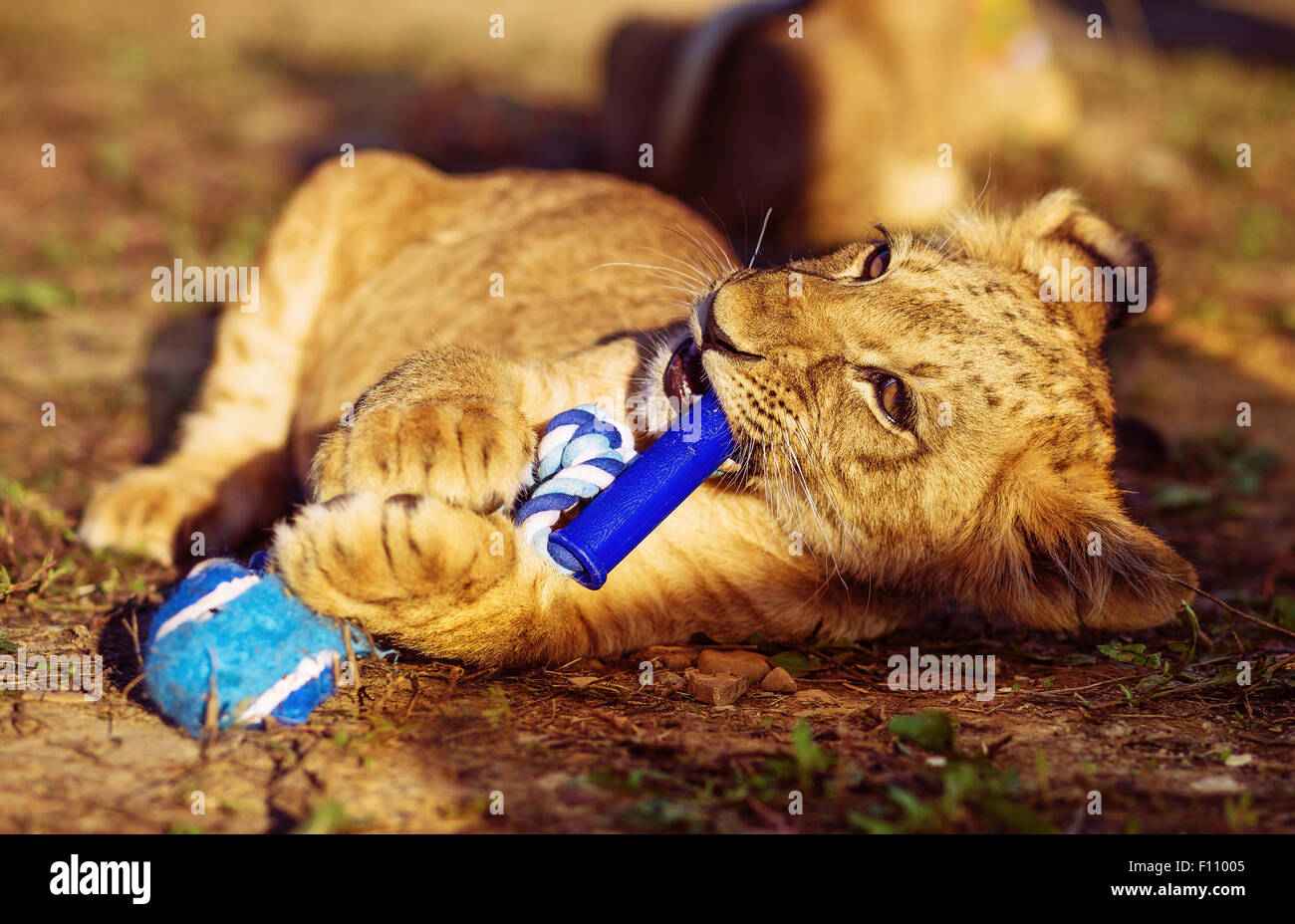 lion cub cuddling in nature and blue toy. Stock Photo