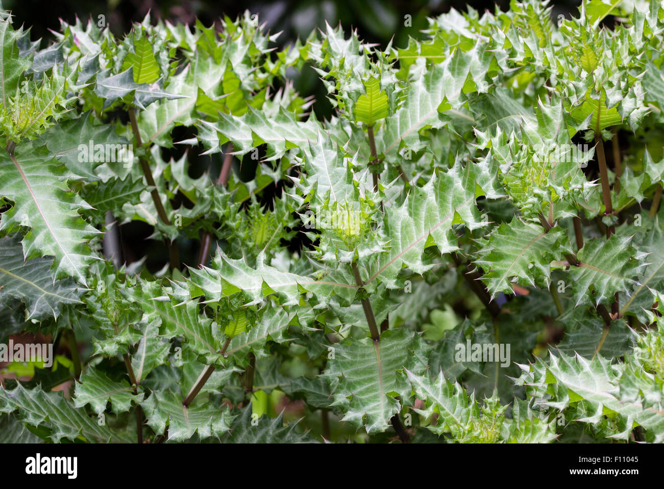 Summer foliage of the spiky leaved perennial, Acanthus sennii Stock Photo